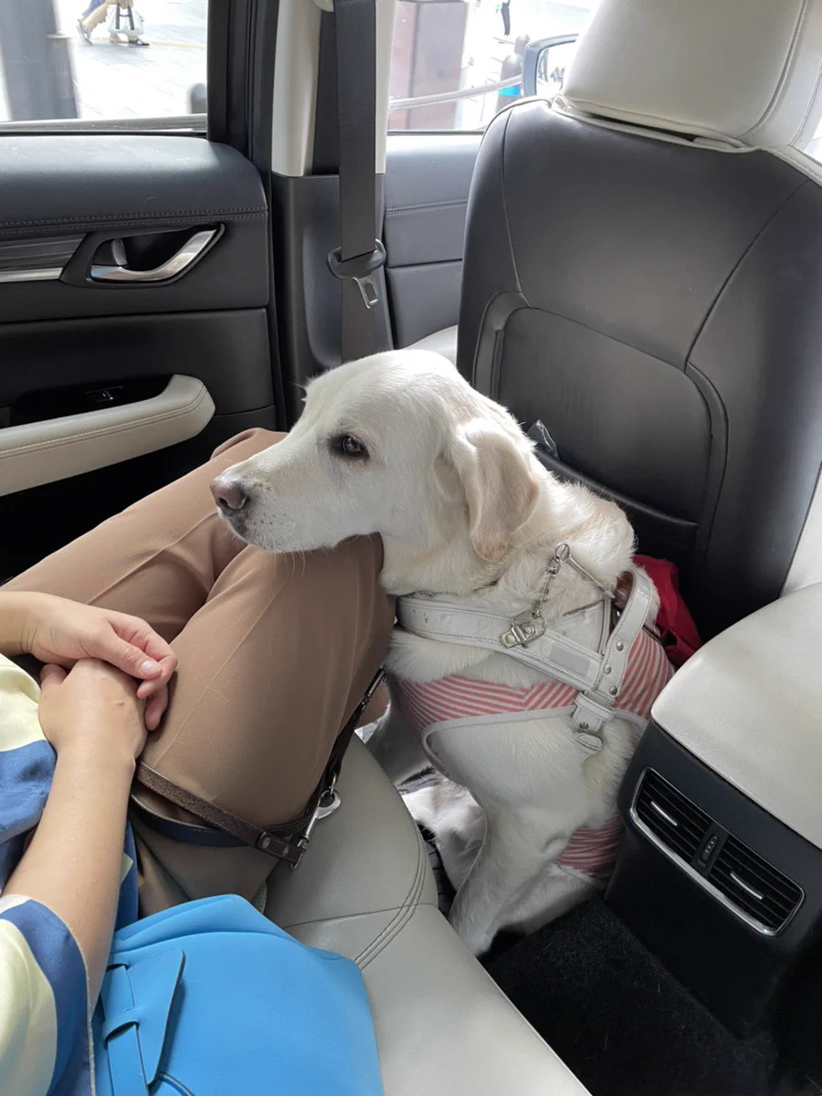 利巧すぎる！盲導犬は盲導犬使用者の足元に乗車をする！