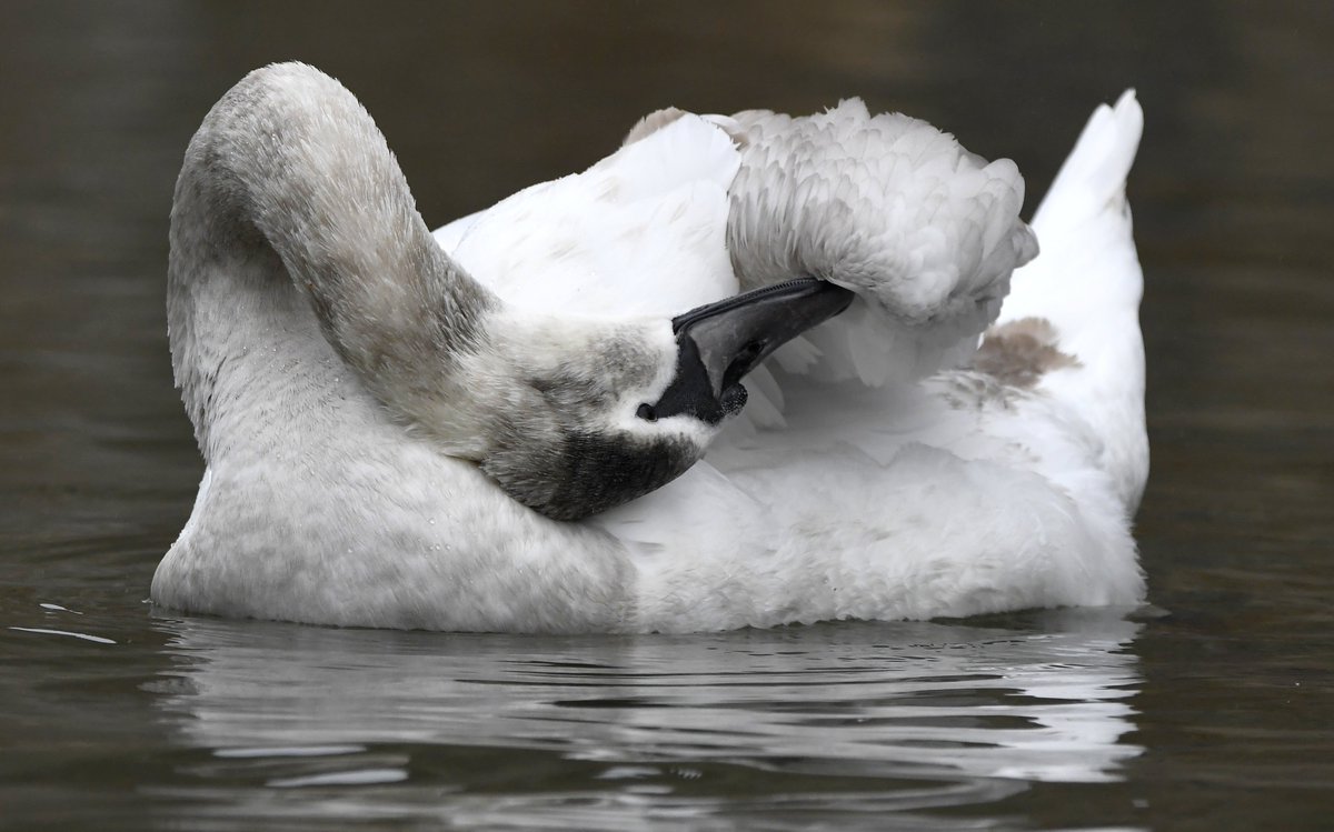 Young Swan having a preen. 😊
#MoreBirdsLessPolitics #TwitterNatureCommunity 🐦