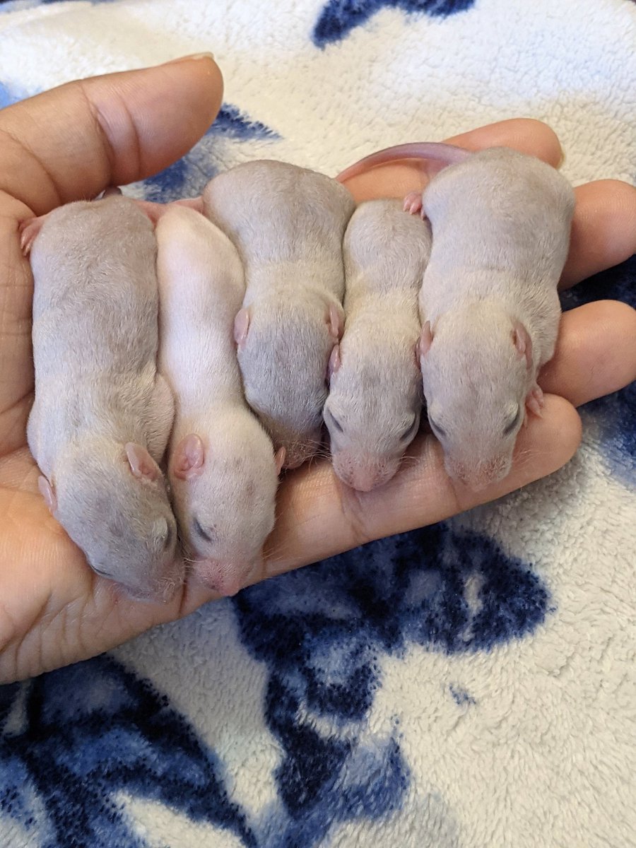 Theyre so soft at this age..

#rats #petrats #ratsoftwitter