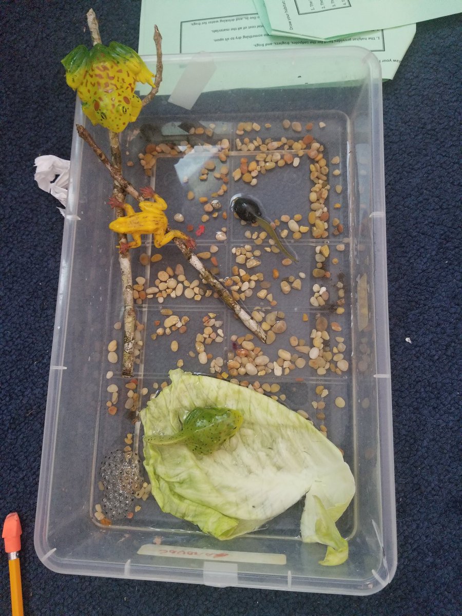 Second grade engineers building a tadpole habitat. <a href="/rjlCardinals/">RJ Longstreet Elementary</a> #VCSscientists