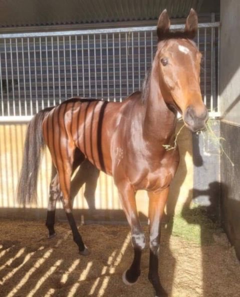 The girl is enjoying the Queensland sun &amp; ready for Saturday’s Queensland Oaks. Great to have Johnny Allen on board. #gomediaward