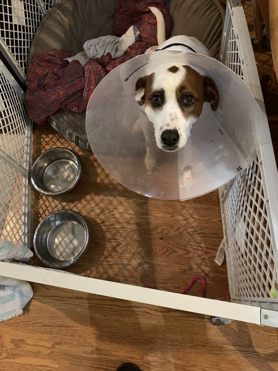 ATRothgeb's tweet photo. @dog_rates Sky Bear sending well wishes for speedy and healthy recovery. She had knee surgery last year. https://t.co/gpcUH7FRvn