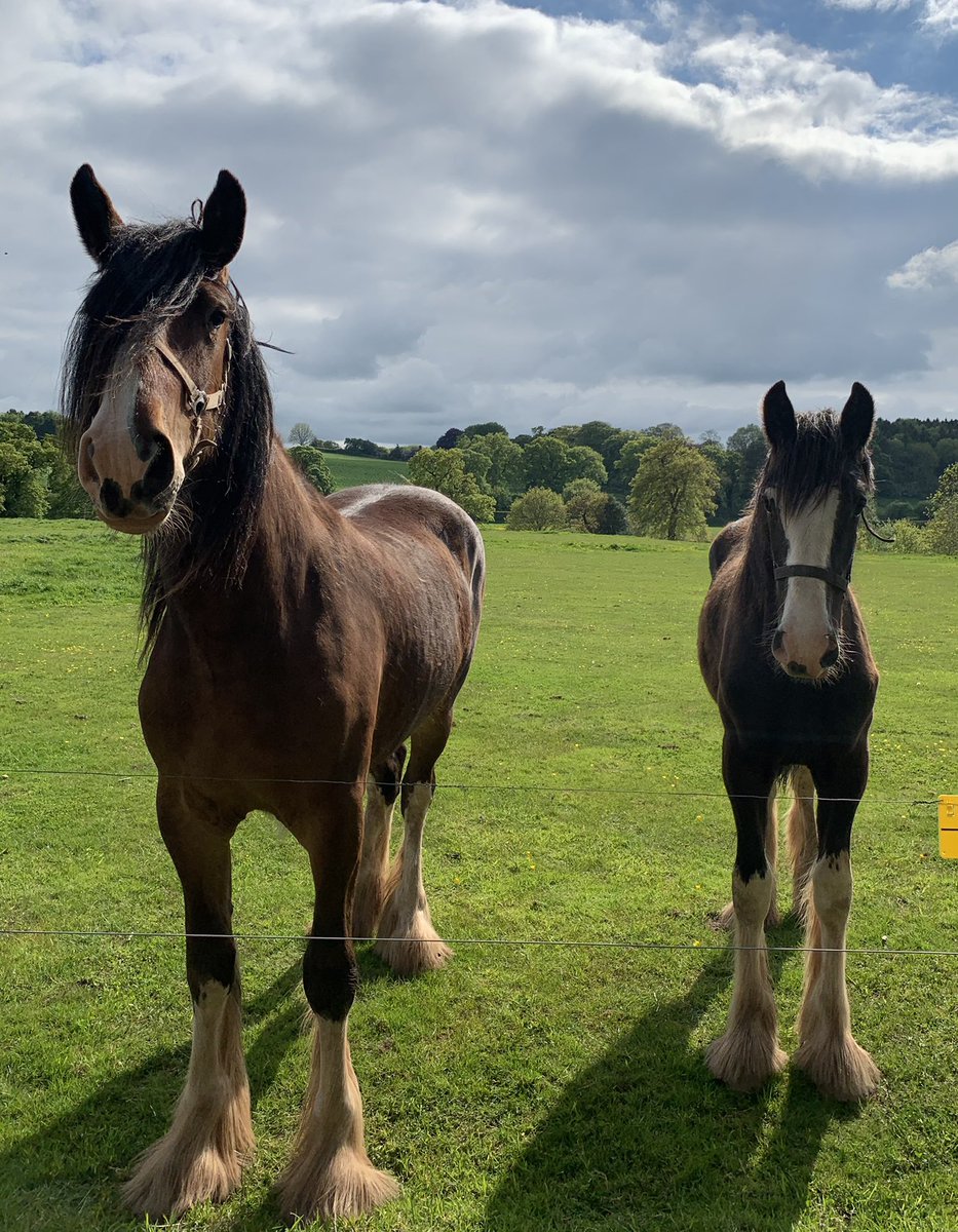 CotebrookShires's tweet photo. Two stunning horses, Loch Maddy and Cotebrook Kelsie ❤️❤️❤️❤️ #shires #horses #mares #fillys #foals #stallions #geldings #cheshire #FOALWATCH2021 https://t.co/66tc5kPMCq