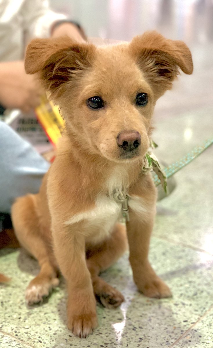 * 낯선 곳에서 앉아!도 잘 하는 리프