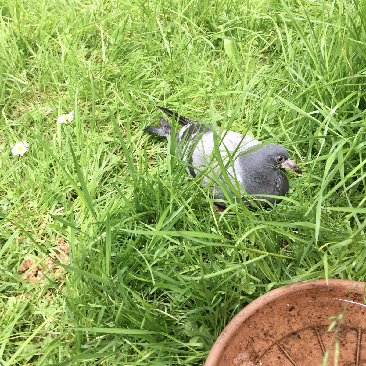 Human has taken in a pigeon with an injured wing. We’re not allowed to eat her. #Caturday