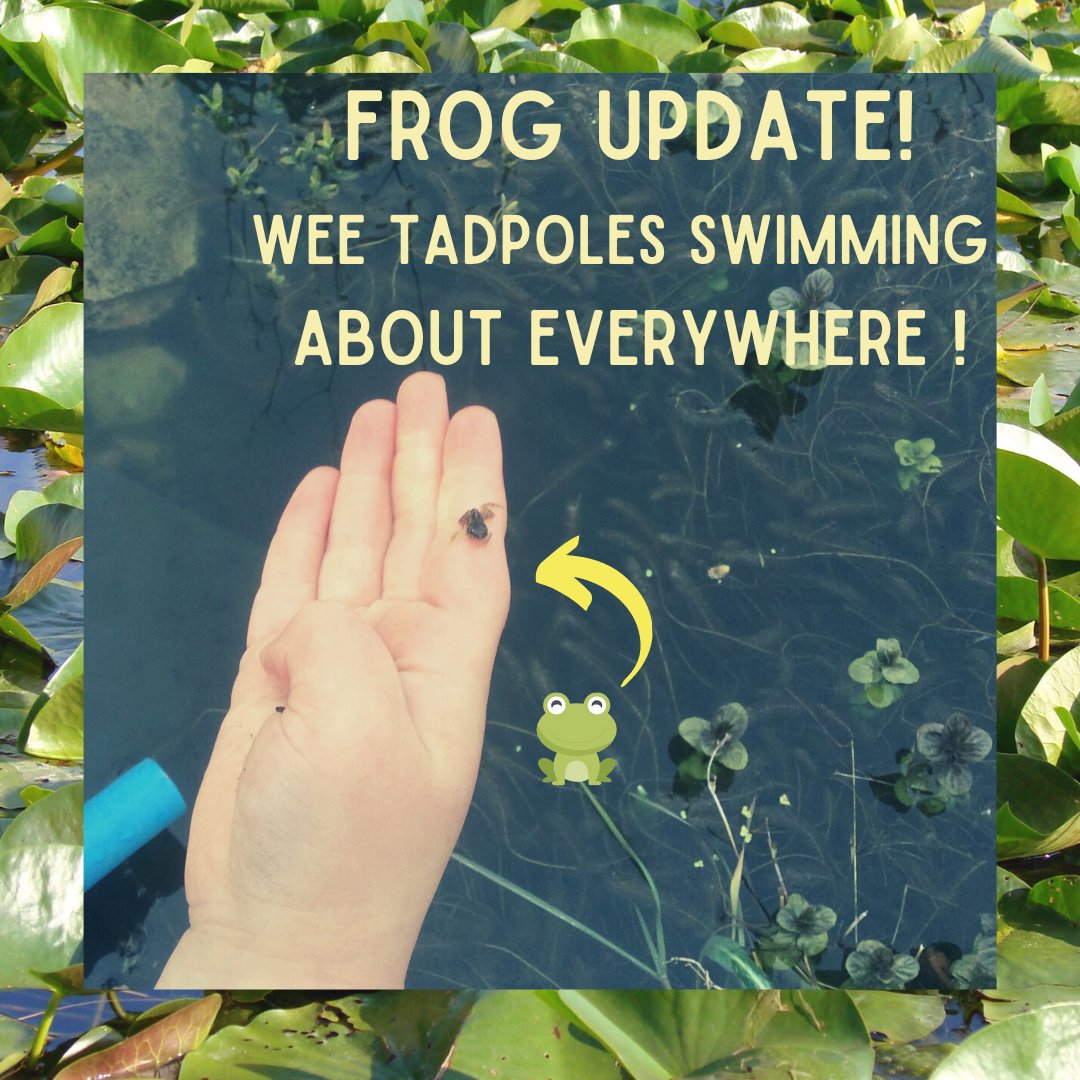 LinklaterVoice's tweet photo. FROG UPDATE! Wee tadpoles are zipping about everywhere by the thousands - the pond is full of life! We're grateful to nature for setting the example of bountiful energy and renewal.
#kristinlinklater #linklater #orkney #frogupdate #kristinlinklatervoicecentre https://t.co/yi19RXygWN