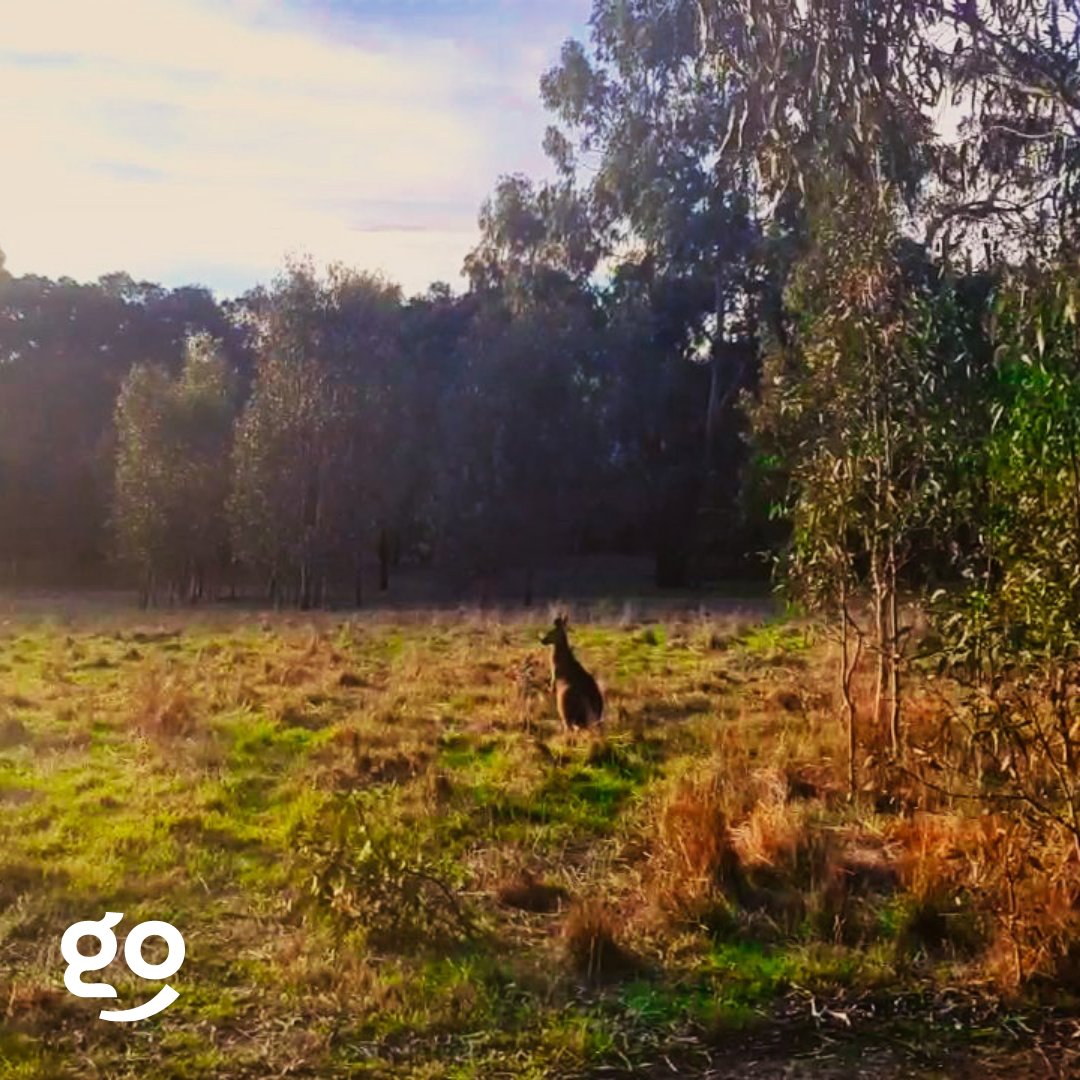 heygolive's tweet image. Postcard of the day: Kangaroos can grow over 2 meters (over 6.5 feet)! 🦘

📸 by Yvonne
🗺 Tour by Alexander
📍 Melbourne

Share your postcards, tag us, and use #IWentInMyPJs for a chance to be featured!

#HeygoWithMe #VirtualTravel #OnlineEvent #Australia #Kangaroo #Melbourne
