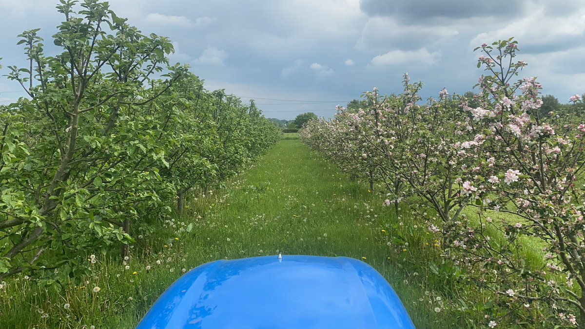 2 very contrasting rows in the orchard this afternoon. Bulmer’s Norman on the left and Gilly on the right. #harvest21 #viewfrommytrqctorseat