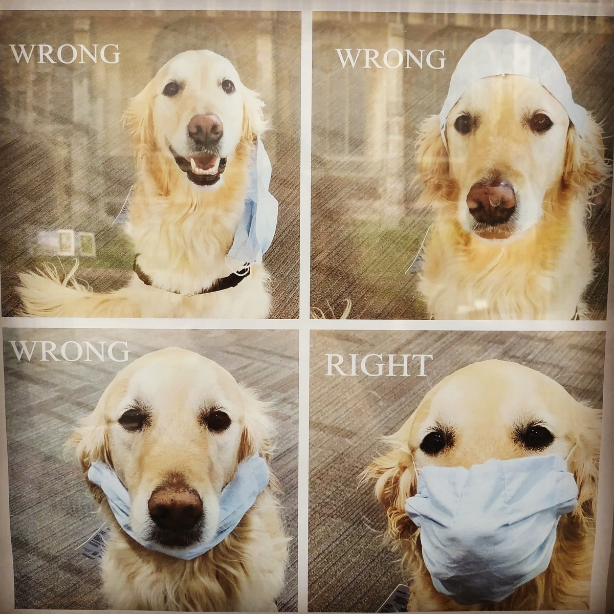 Spotted in one of the shops in Norwich 😂

Simple message - just don't get it wrong 😁

#covidmemes #norwichmarketing #norwichsocialmedia #doglover #doglovers #norwichbusiness