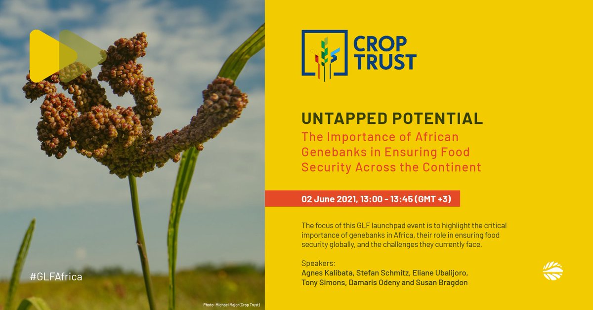The Crop Trust (@croptrust) on Twitter photo Discover the importance of Africa’s genebanks to food security and climate adaptation in this #GLFAfrica session with <a href="/CropTrust/">The Crop Trust</a> Executive Director <a href="/StefanCropTrust/">Stefan Schmitz</a> and Executive Board Member <a href="/elianeubalijoro/">Eliane Ubalijoro</a>!
🗓️ June 2, 2021, from 13:00 GMT+3
👉 buff.ly/3g3CijF Discover the importance of Africa’s genebanks to food security and climate adaptation in this #GLFAfrica session with <a href="/CropTrust/">The Crop Trust</a> Executive Director <a href="/StefanCropTrust/">Stefan Schmitz</a> and Executive Board Member <a href="/elianeubalijoro/">Eliane Ubalijoro</a>!
🗓️ June 2, 2021, from 13:00 GMT+3
👉 buff.ly/3g3CijF