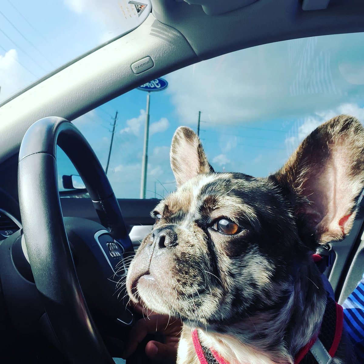 polo_thee's tweet photo. My dad thought I was gonna stay in my carrier, when his lap is wide open... Ha!
#frenchbulldog #frenchiesoftwitter #merlefrenchie #puppiesoftwitter #trimerle #polo #puppy #frenchie #frenchiepuppy #polo_thee_frenchie #frenchielove #MayThe4thBeWithYou https://t.co/y2q8rgeMwY