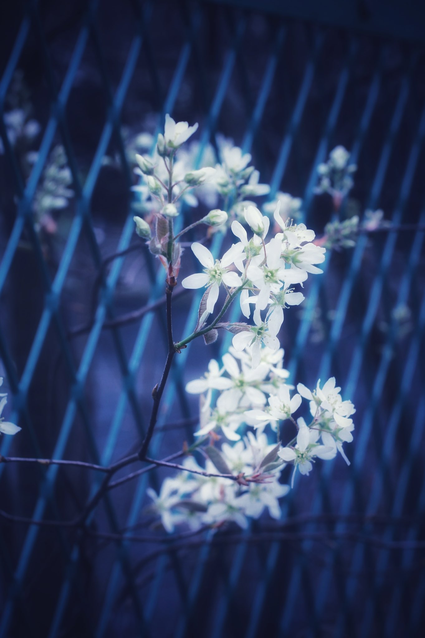 こむし Photo 写真 風景 Japan 綺麗 不思議 花 アート 写真好きな人と繋がりたい 質感 絵にみえる Cool クール かっこいい 加工なしでこの綺麗さ 私だけの特別な日常 T Co 3fmldhkmg3 Twitter