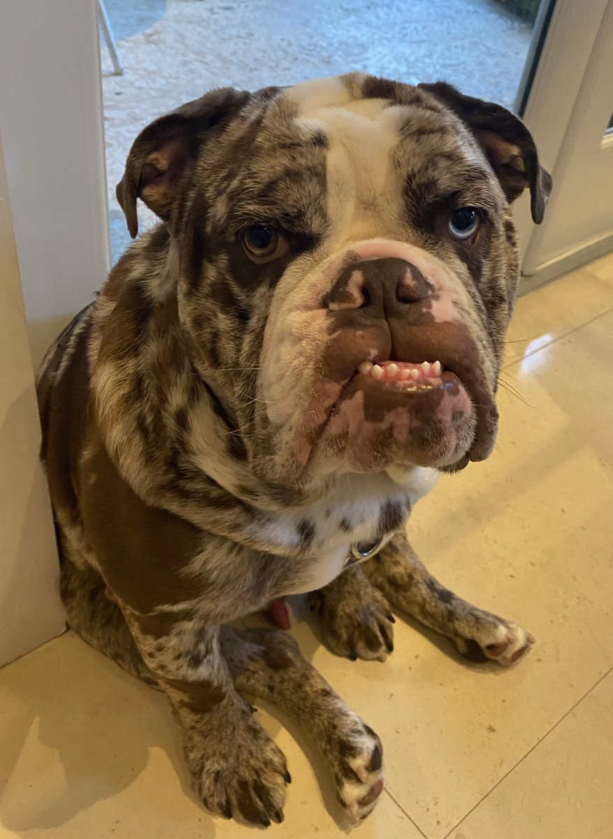 Markis's tweet photo. Reason #147A for loving Miami.  Bulldogs smell funky fast.  The dog groomer is 3 minutes from the house and Champ LOVES going.  Why?  Hint:  It’s called Dog From Ipanema.  What’s not to like? https://t.co/GP9UP65rRN
