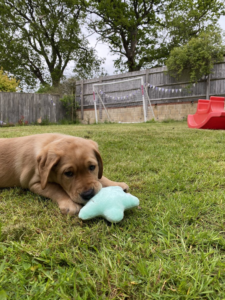 StevePField's tweet photo. Time to pivot to a puppy appreciation account 🥰 https://t.co/FHj9fmPZrU