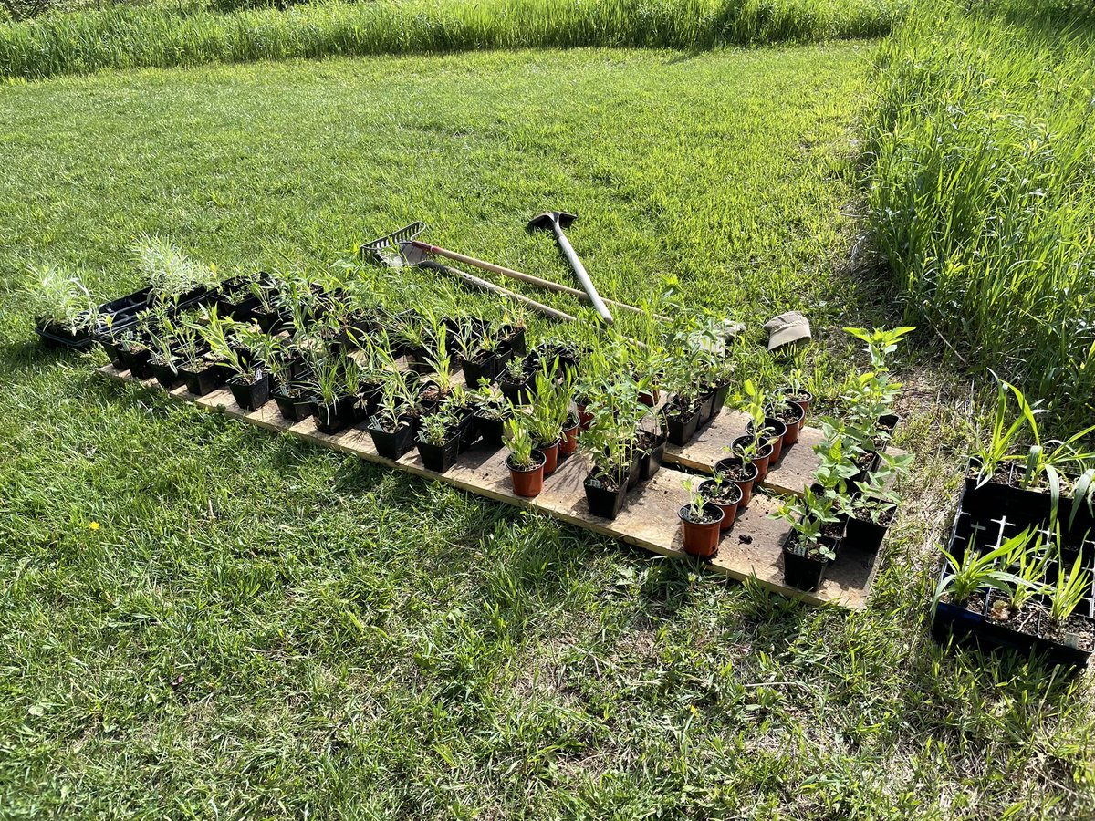 Applied taxonomy in the garden…