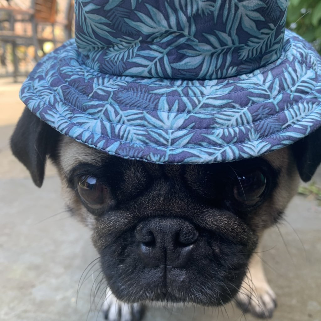 Pug Bucket Hat Pug Bucket Hat