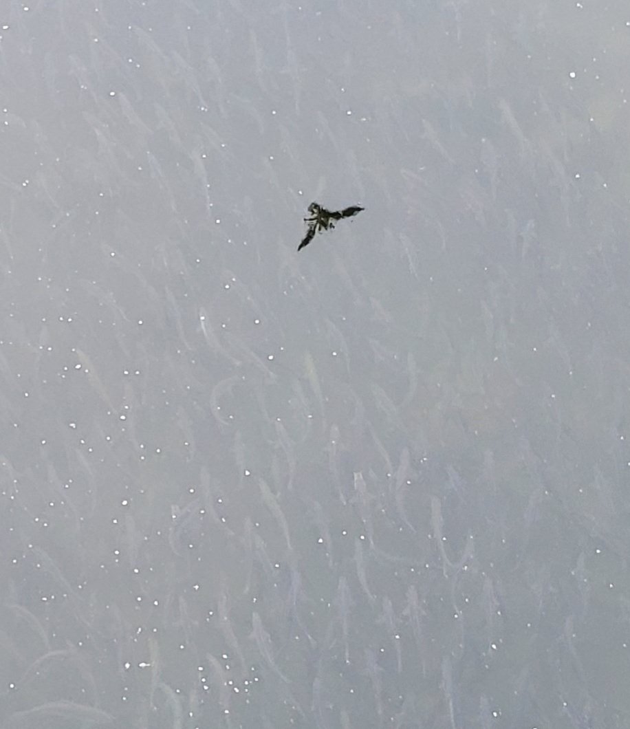 don_e_lyons's tweet photo. Here's a #badphoto of a great thing! These are alewife, a river herring species, running up the Damariscotta River #inMaine. River #restoration efforts are bringing these fish back to #NewEngland rivers - they spawn and rear in rivers and mature in the ocean. https://t.co/NIPjD23Nw4