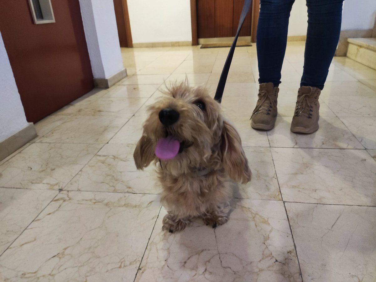 vfportero's tweet photo. Twitter, ¡haz tu magia!

Esta tarde se han encontrado este perro atado en las puertas del Mercado Central de #Valencia. Los trabajadores de allí le han dicho que llevaba al menos 3 horas. Al comprobar el chip le han dado la dirección de mi finca pero no sabemos de qué vecino es.. https://t.co/1rFI2b5cbt