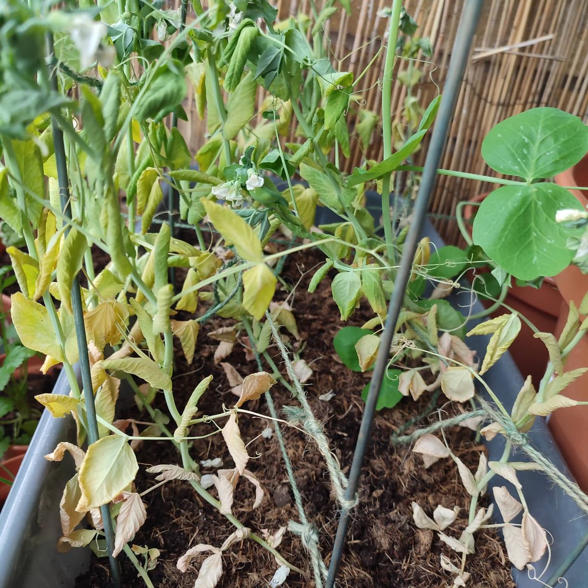 moa_bg's tweet photo. My #peas and #beans have suffered through horrid weather the last week. Wounder. https://t.co/Uv1TCsih6o