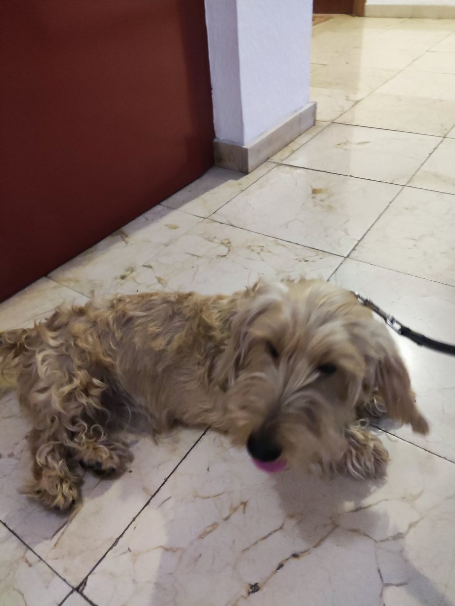 vfportero's tweet photo. Twitter, ¡haz tu magia!

Esta tarde se han encontrado este perro atado en las puertas del Mercado Central de #Valencia. Los trabajadores de allí le han dicho que llevaba al menos 3 horas. Al comprobar el chip le han dado la dirección de mi finca pero no sabemos de qué vecino es.. https://t.co/1rFI2b5cbt