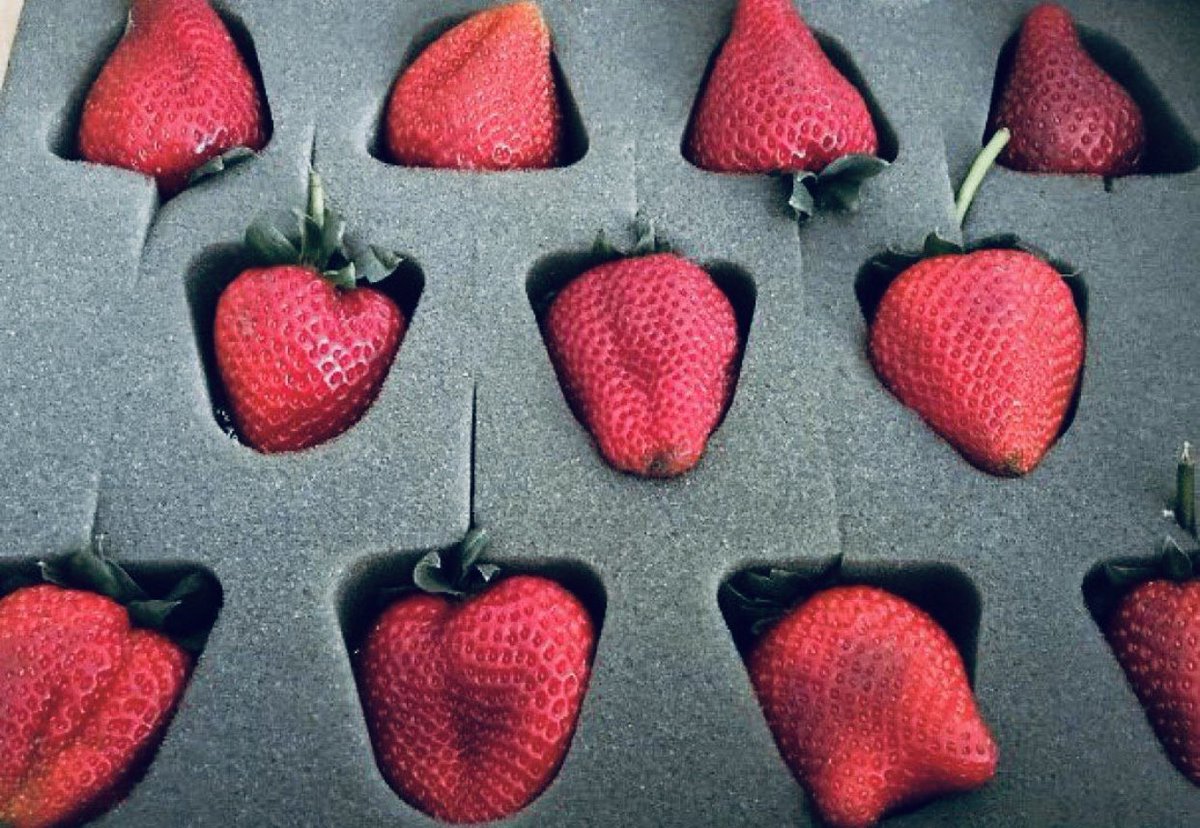 ilatif's tweet photo. #Strawberries ๐ grow in nature
Stop this senseless despicable filler
That created billions of tonnes of non-biodegradable plastic
Learn to live with nature without all this drama ๐ญ and masks ๐บ
๐ซ #stop_plastics https://t.co/MhaHzUaBMb