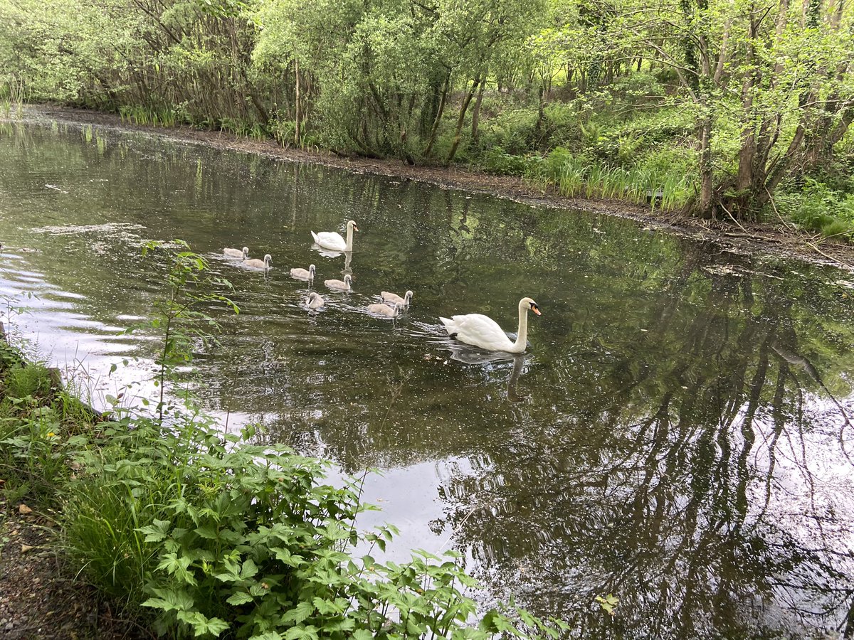 Lexiedog3's tweet image. I met some new friends today. The big ones hissed at me I think they were being friendly.