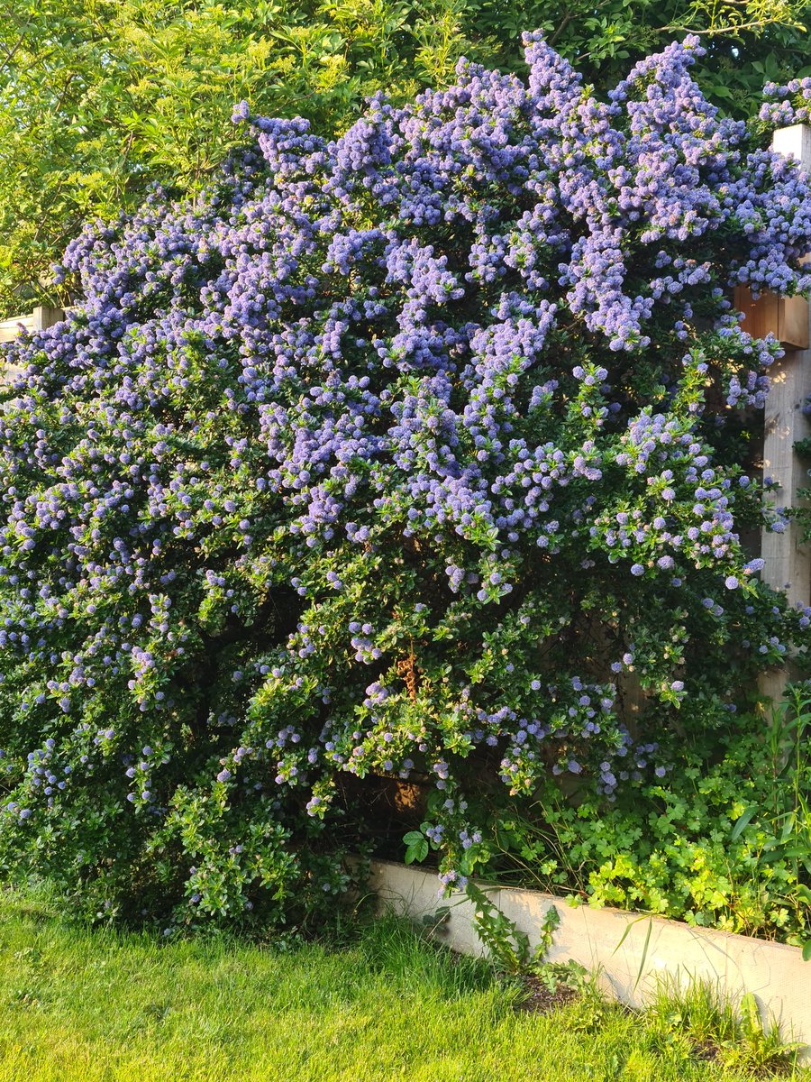 Purplechaos's tweet photo. Full of buzzy stuff tonight #gardentwitter #beesrock https://t.co/NMy3IeiAGg
