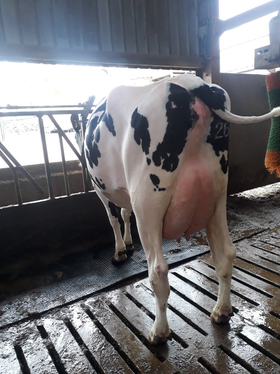 Bit of fun today, on farm judging for our local show. It's been too long without shows. #lovecows