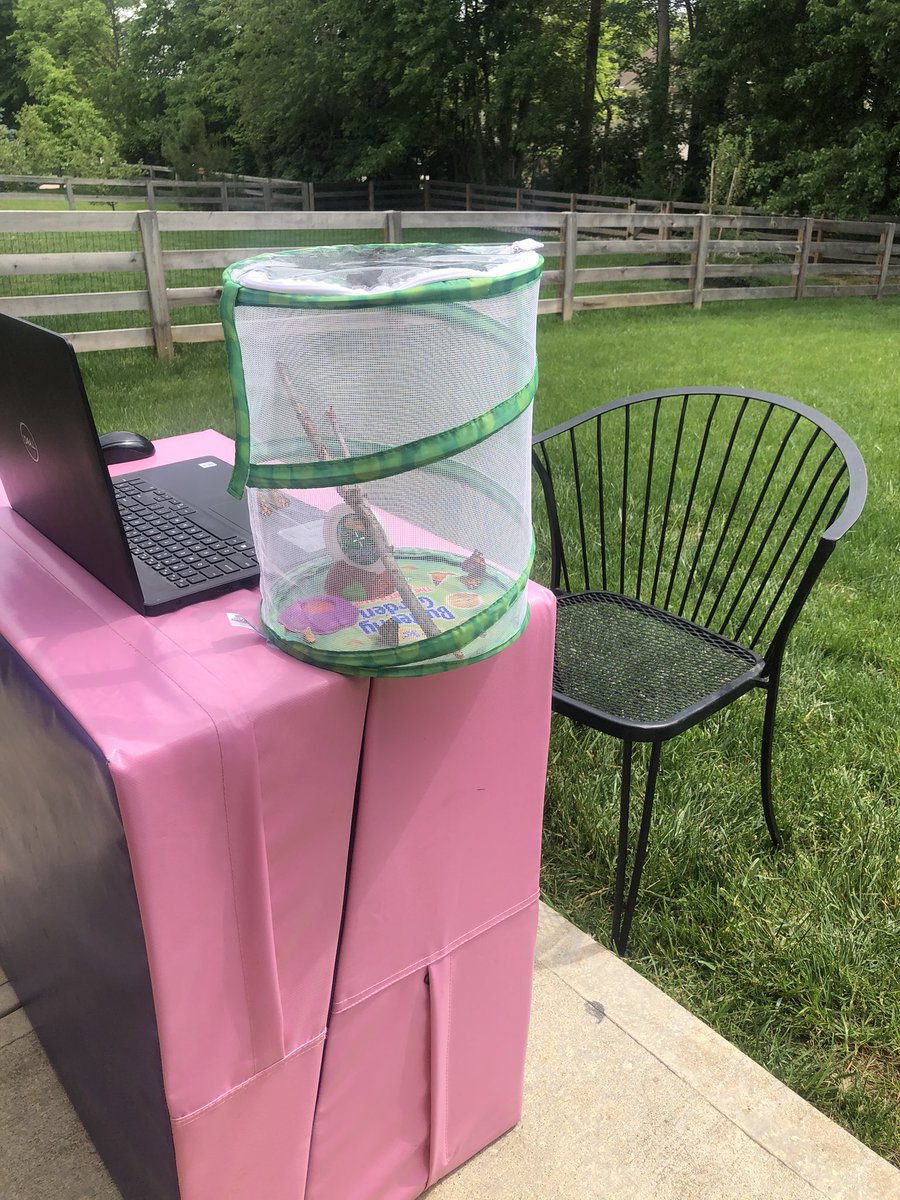 readingtigers's tweet photo. It was only fitting to release our  beautiful butterflies during our last zoom meeting together as a class.  We learned that we CAN do hard things! These firsties are ready to fly! I can’t wait to see where life takes them! 🐛🦋 #onlinefirsties #lovelandtigers #lecctigercubs https://t.co/taYeyQRzmP