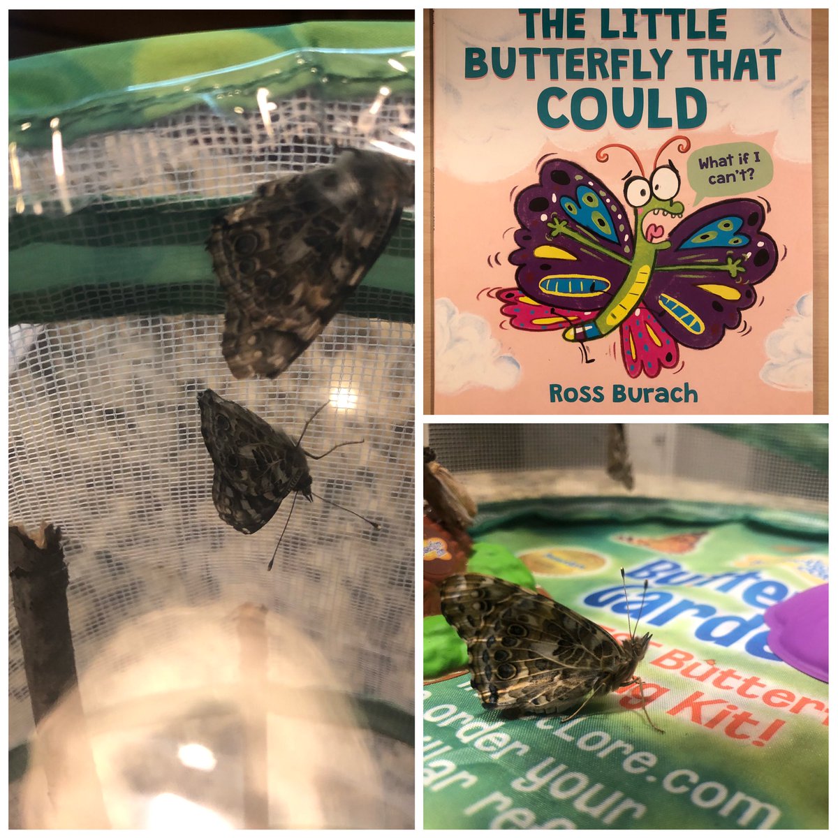 readingtigers's tweet photo. It was only fitting to release our  beautiful butterflies during our last zoom meeting together as a class.  We learned that we CAN do hard things! These firsties are ready to fly! I can’t wait to see where life takes them! 🐛🦋 #onlinefirsties #lovelandtigers #lecctigercubs https://t.co/taYeyQRzmP