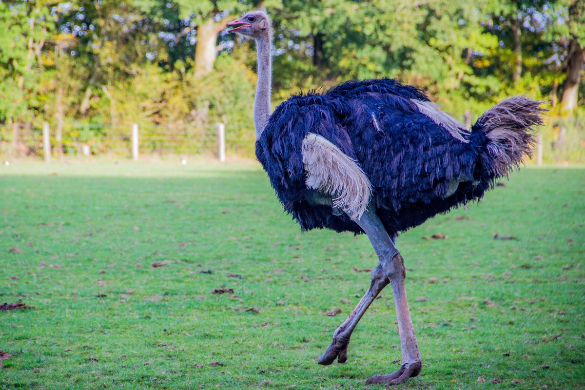 Ostriches are bigger than any other bird in the world. They can grow up to 9 feet (2.7 meters) tall and can weigh up to 320 lbs. (145 kilograms), according to the African Wildlife Foundation, and an ostrich's eyes are 2 inches (5 centimeters) in diameter.
Ostriches don't use their wings to fly, but they have found many other uses for them. The main use for their wings are for displays of courtship during mating season and using them for balance while running.
As a flightless species in the rich biozone of the African savanna, the common ostrich must face a variety of formidable predators throughout its life cycle. Animals that prey on ostriches of all ages may include cheetahs, lions, leopards, African hunting dogs, spotted hyenas, and Nile crocodiles.
There are two living species of ostrich, the common ostrich and the Somali ostrich. They are large flightless birds of Africa who lay the largest eggs of any living land animal.
IUCN Status Least Concern