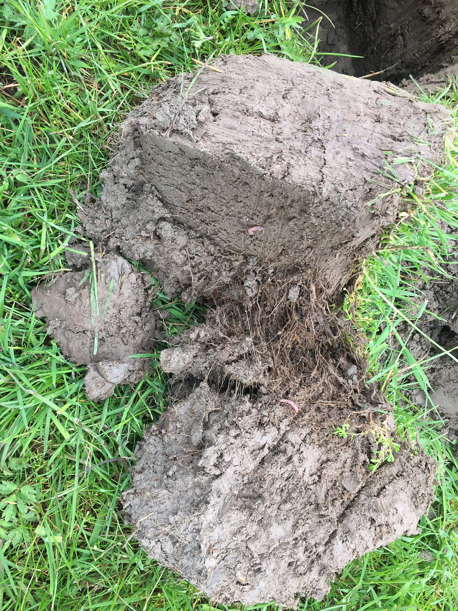 Any advice on this wet ground? Not much root structure below3-4inch, seems to be panned or turn to clay between 3 and 6 inch in places. Any recommendations appreciated!