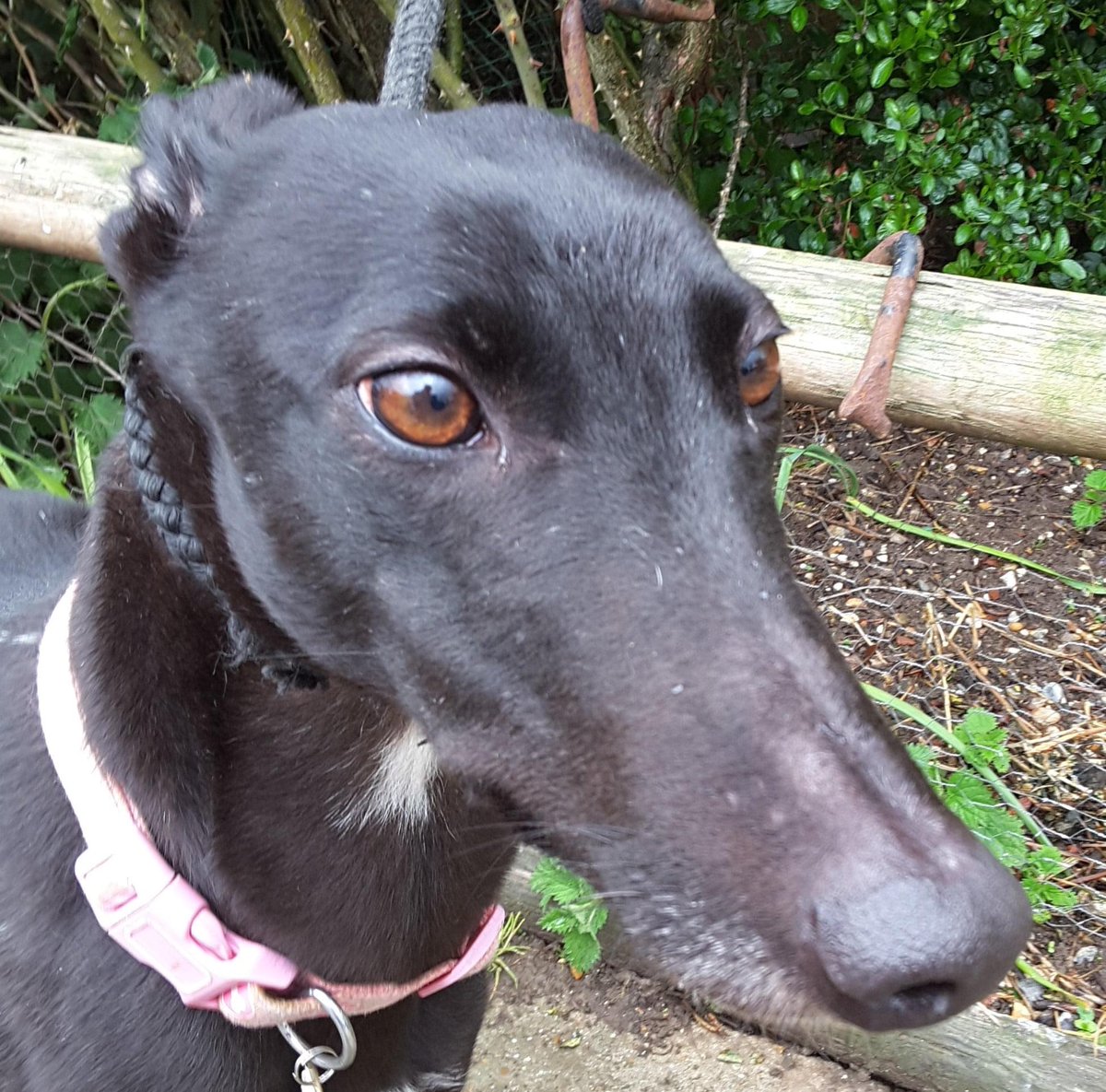 RetGreys_Cbury's tweet photo. Say hello to Nelly 👋she is a sweet girl and took everything in her stride 💛if you have a greyhound shaped hole in your home 🏡 she is waiting 💛Please call Brian or Steve on 07783 367032 or email info@retiredgreyhoundscanterbury.co.uk 💛 #teamzay 💛 https://t.co/u6zkKaVsys