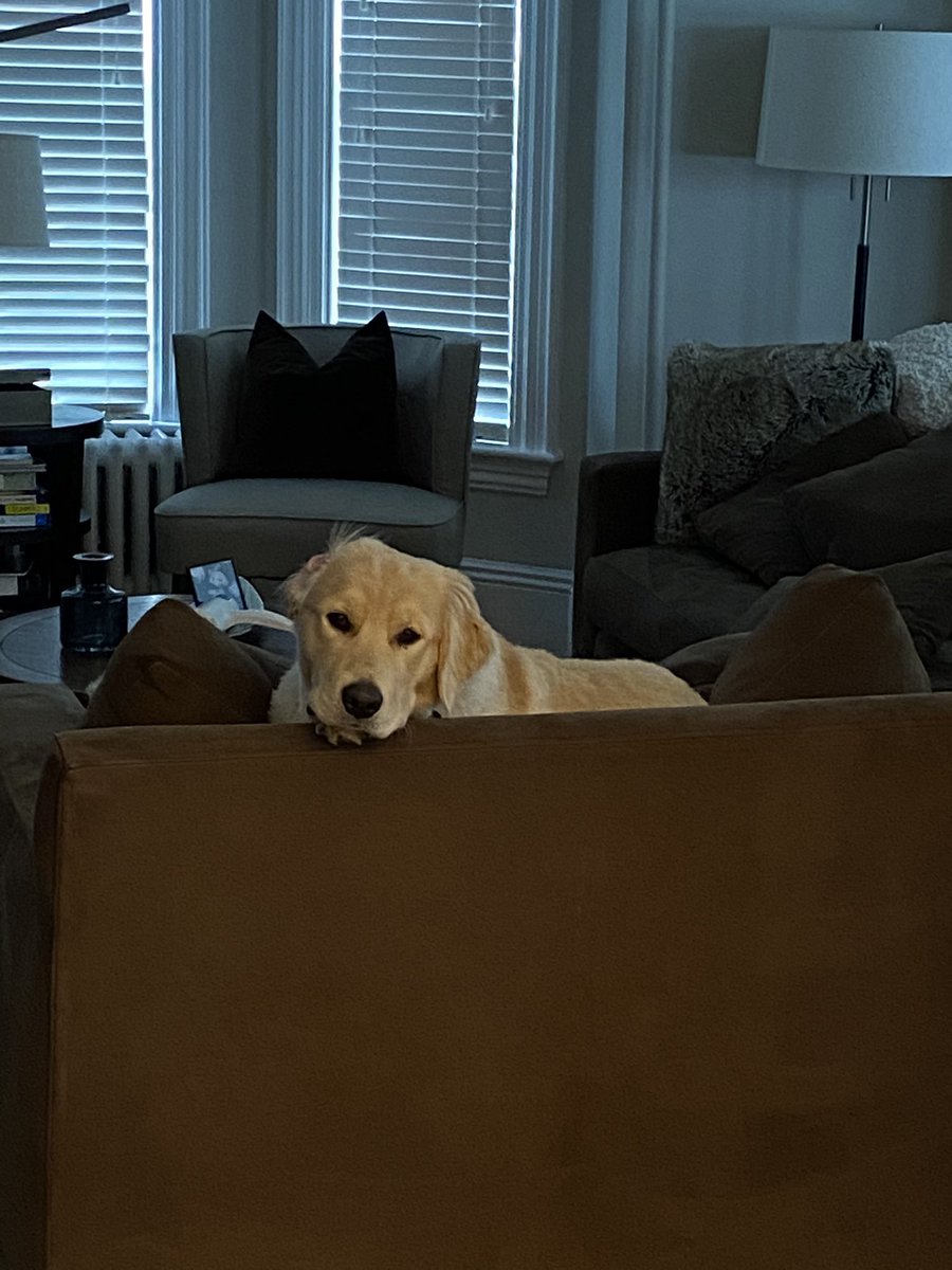 BJaffe's tweet photo. We have done an amazing job training Cooper to stay off the furniture! #wesuck #herules https://t.co/pFgReLORED