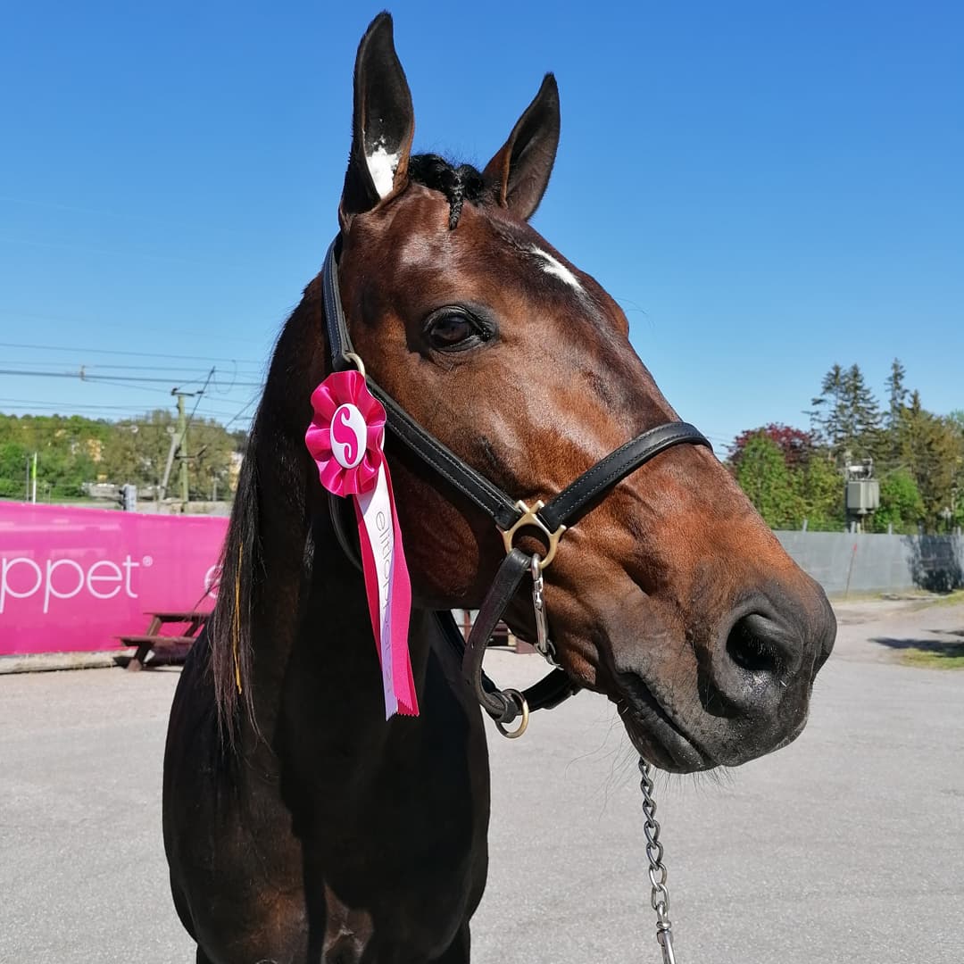 EAsblom's tweet photo. Världens grymmaste Insider är kungen av Speedrace! Härlig seger i strålande solsken, bättre kan det inte bli 😎🤩😍
#MTInsider #Guldklimpen #Speedrace #Solvalla #Elitloppet2021  #Elitloppetengångomåret https://t.co/AnfbSa0zPl