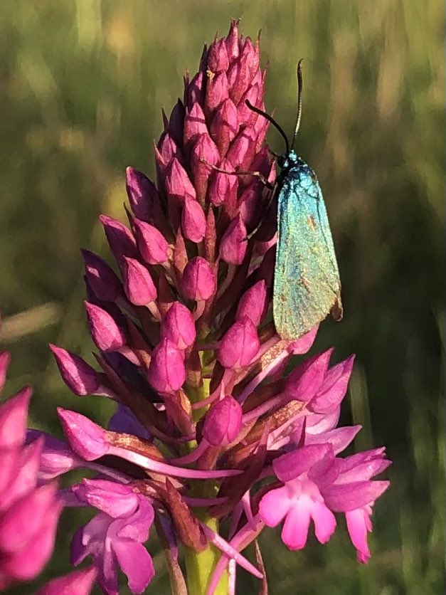 PennAllenwrites's tweet photo. Spotted this yesterday evening on my bed time promenade around the garden, a little Forester moth catching the last rays of sun. #orchids #wildorchids #pyramidalorchid #swfrance #forestermoth #eveningsunshine https://t.co/pfc1IQLdda