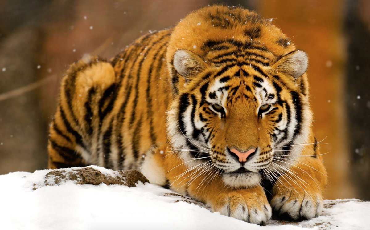 TigerPicsBot's tweet photo. https://t.co/we2XFF4MJA