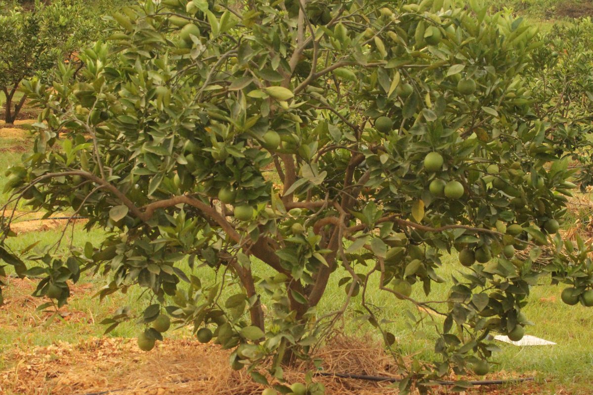 jcniyomugabo's tweet photo. #Mango and #Citrus orchard management starts from #planning and goes through to #harvest to achieve the best marketable yield.
 
It includes #orchard establishment, #irrigation, #nutrition, #canopy management and orchard protection.
#orchardprotection #sanitation. https://t.co/ZYkvZ9nTMW