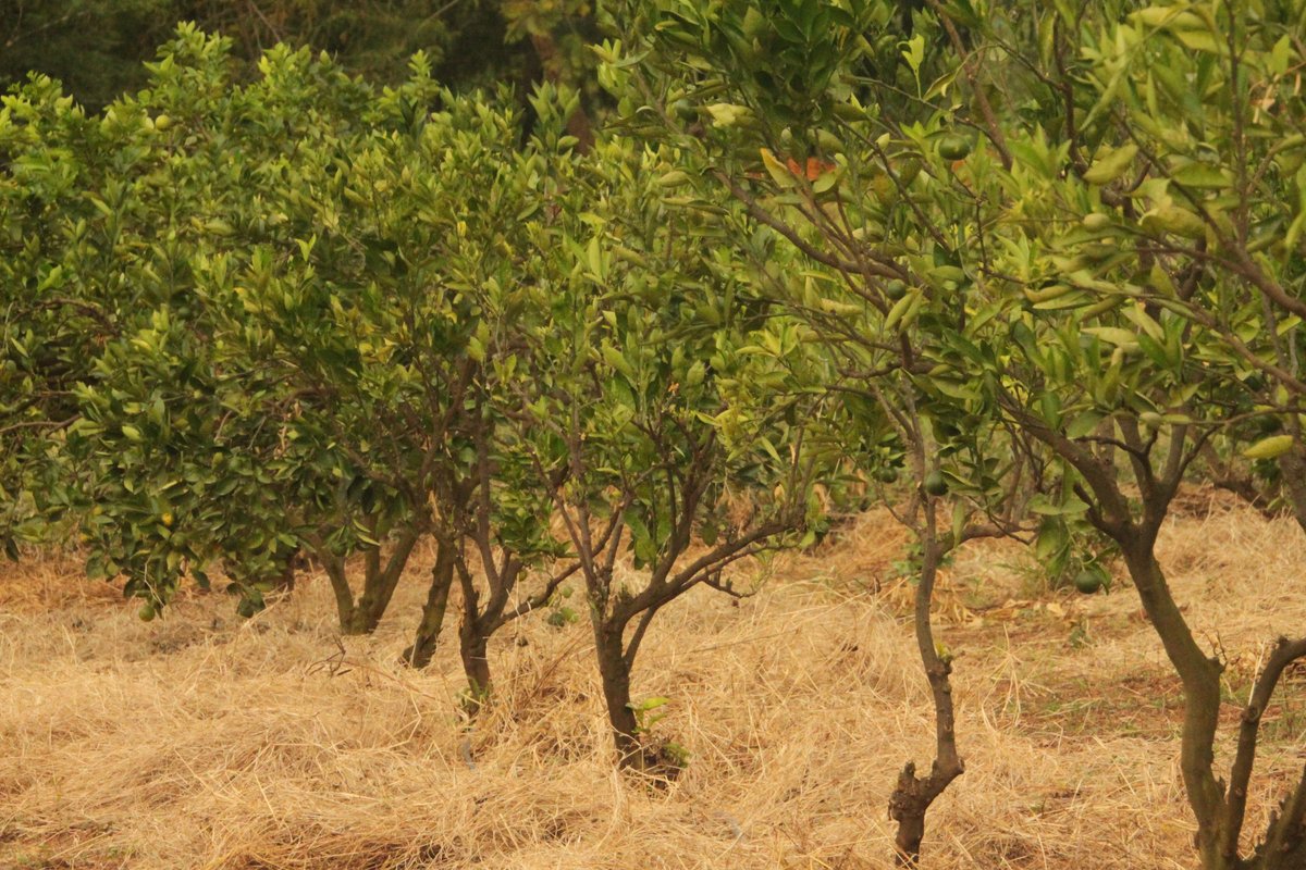 jcniyomugabo's tweet photo. #Mango and #Citrus orchard management starts from #planning and goes through to #harvest to achieve the best marketable yield.
 
It includes #orchard establishment, #irrigation, #nutrition, #canopy management and orchard protection.
#orchardprotection #sanitation. https://t.co/ZYkvZ9nTMW