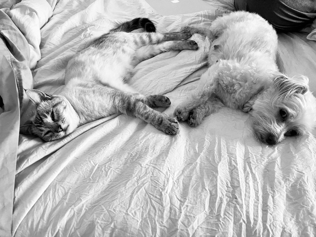 LovebugsRescue's tweet image. We think it’s safe to say that Peach is cat friendly 🍑 🐶😽
.
.
.
#lovebugsrescue #peach #pregoproblems #dogandcat #orangecounty #california