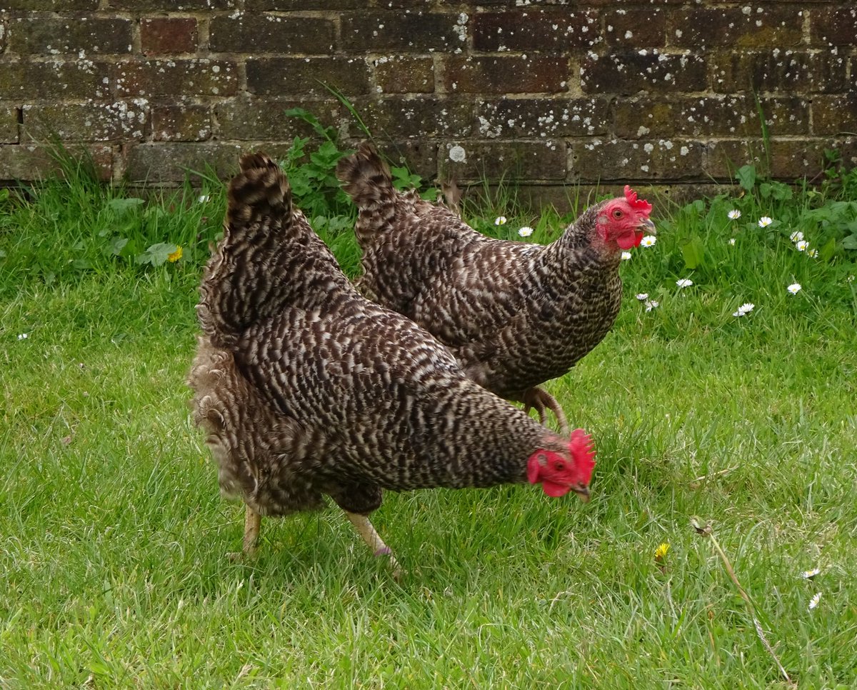 MeiLoft's tweet image. Free range is best ☺️

#speckledhen #hens #happyeggs #farm