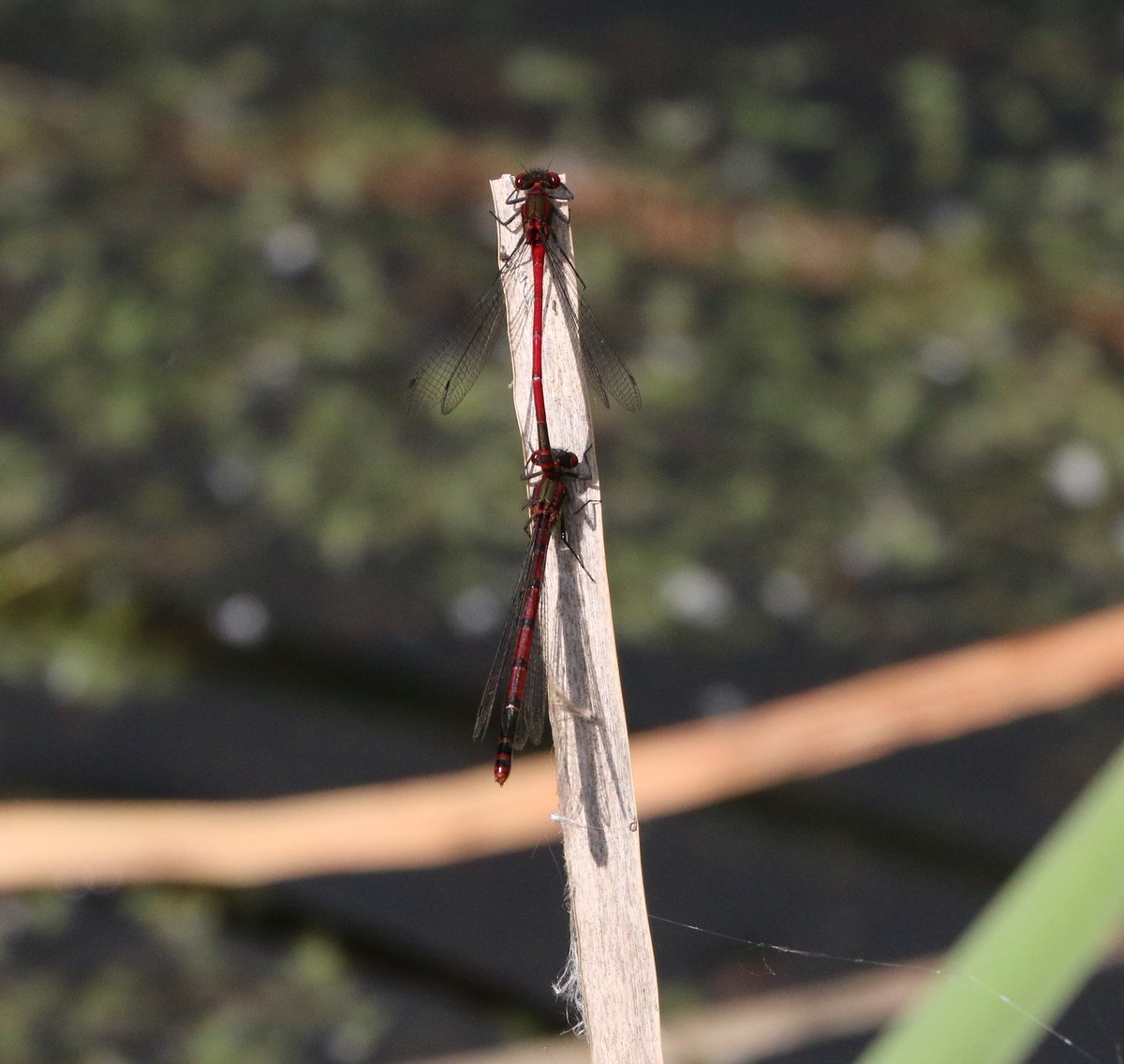 Nick Tribe tweet media