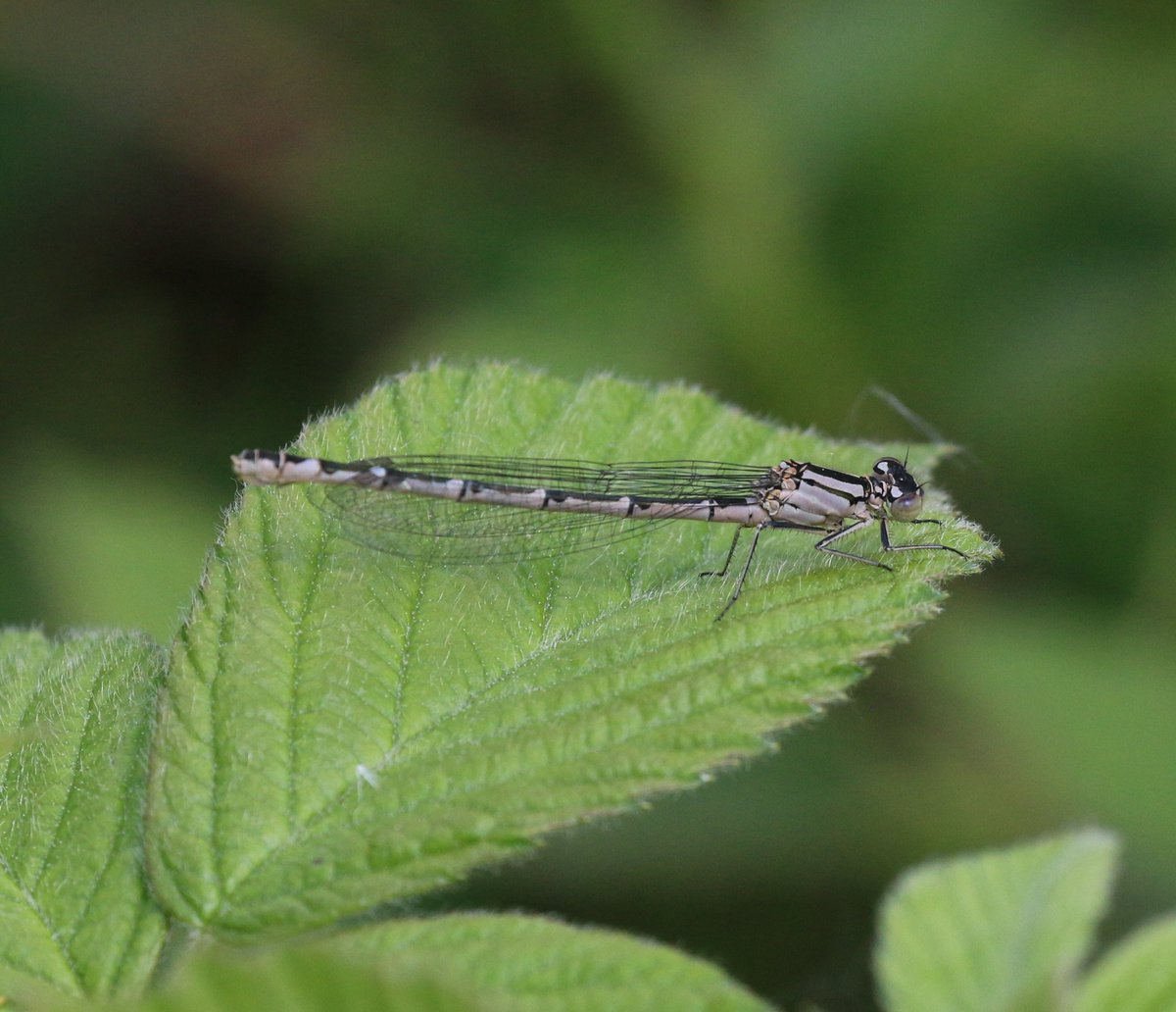 Nick Tribe tweet media