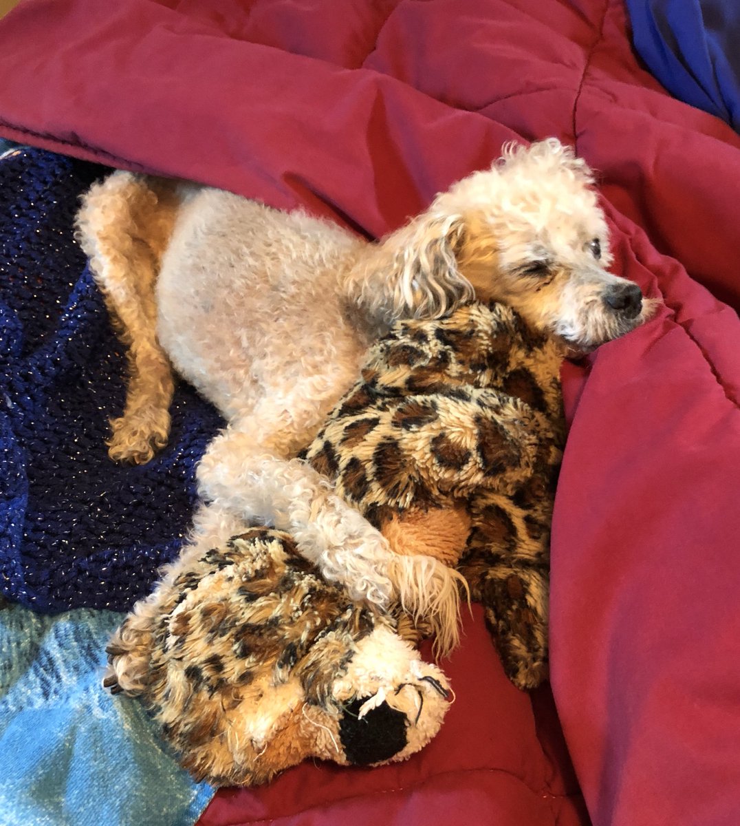 Saturday morning snuggles with her Tiger! #lifeofanashley #tigertime #mygirl #poodlelife 💜💙🐩🐩 #poodlesofinstagram