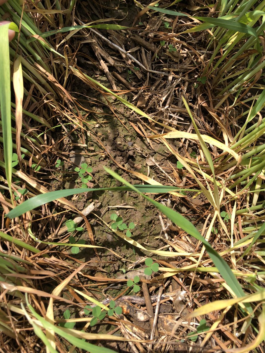 Amidas was spun on this HRW on Tuesday using the 100 ft sprayer tracks. Applied just before heads emerged with rain Wednesday and Friday.  Really hoping for good yield, protein and clover.  I’m confident this loam soil near Alvinston can do it!