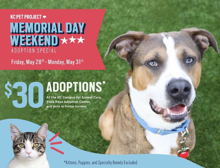 Imustachestuff's tweet photo. Don’t forget, this long weekend is you chance to add a furry friend to enjoy the summer with! @kcpetproject has so many animals at the shelter. Plus, don’t forget the fosters! https://t.co/2H20NKtDKB