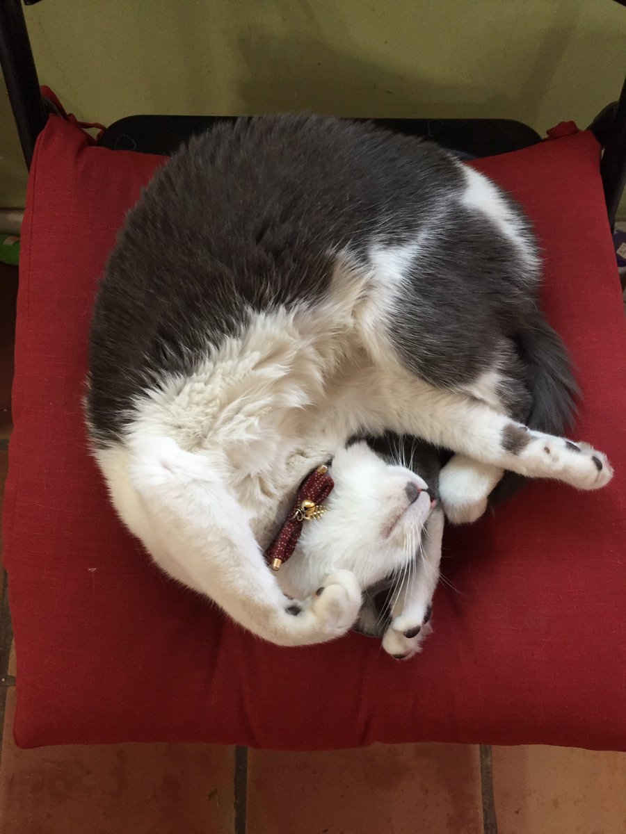 YourDailyFae's tweet photo. Good morning and Happy #Caturday from little Fae. Big stretch! Notice her little fish charm? 😻 #ilovemycat #cats #kittens #gatitos #yourdailyfae https://t.co/gNjCY5IbzS