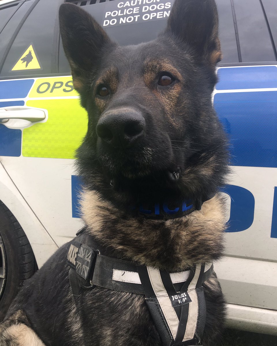 WMPDogs's tweet image. PD Captain &amp;amp; 👮🏽‍♂️were 1st at this incident last night, where they discovered a large cannabis factory. When other 🚔 arrived he conducted a search in the dark, at times in waist deep water 💦🛶searching for suspects. Captain used his nose to good effect,finding property in the 💦.