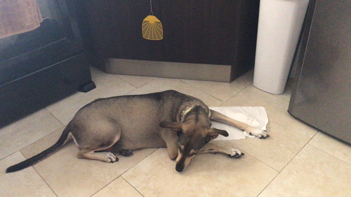 irinapinzon's tweet photo. Estorba a otro nivel la #CandyMarie ahí es donde uno se mueve más, el resto de la cocina, libre! 🤦🏼‍♀️ https://t.co/iymsMOS7nl