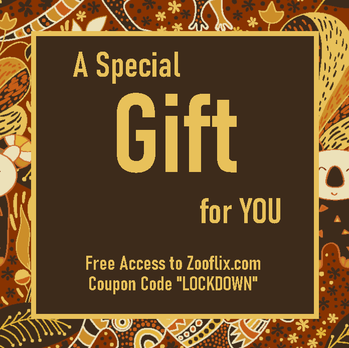 ReptileEnc's tweet image. Click on the link to #Zooflix our streaming service that puts YOU in the ZOO!!!  🐊

zooflix.com 
and enter the coupon code:   LOCKDOWN   and enjoy 🥰